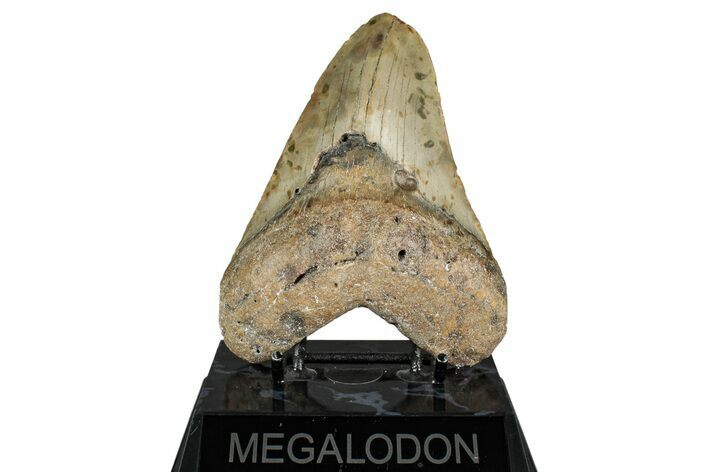 Fossil Megalodon Tooth - North Carolina #349327